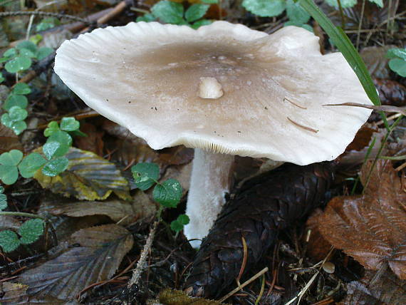 strmuľka inovaťová Clitocybe nebularis (Batsch) P. Kumm.