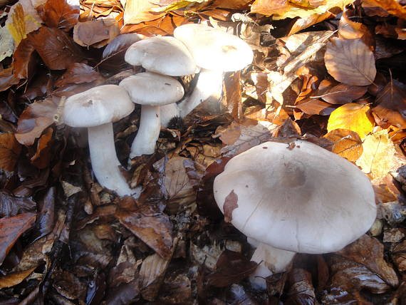 strmuľka inovaťová Clitocybe nebularis (Batsch) P. Kumm.