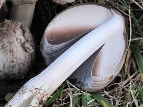 hnojník atramentový Coprinopsis atramentaria (Bull.) Redhead, Vilgalys & Moncalvo