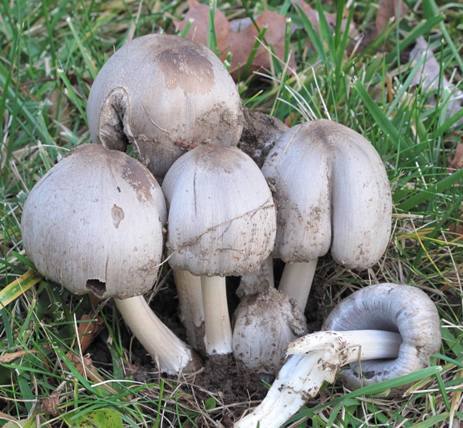 hnojník atramentový Coprinopsis atramentaria (Bull.) Redhead, Vilgalys & Moncalvo