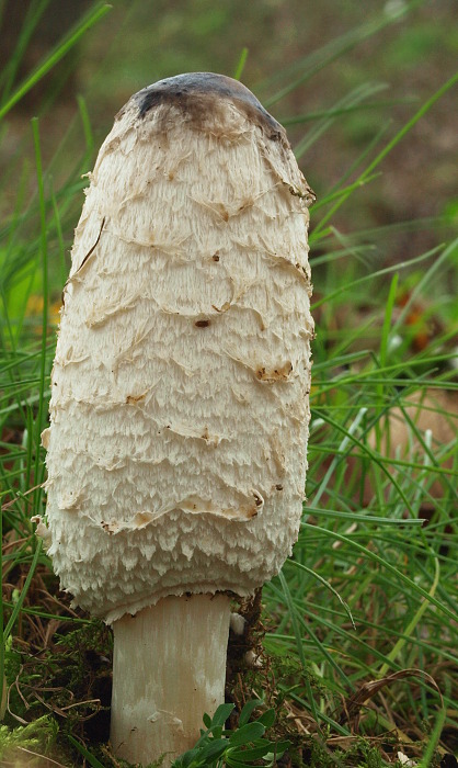 hnojník obyčajný Coprinus comatus (O.F. Müll.) Pers.