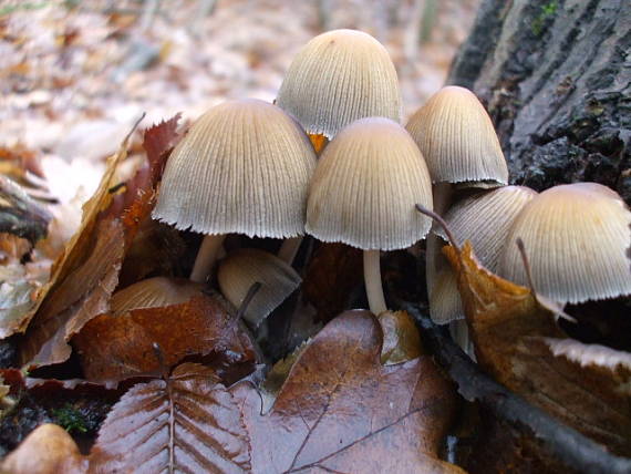 hnojník lesný Coprinus silvaticus Peck