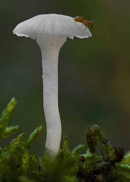 lúčnica snehobiela Cuphophyllus virgineus (Wulfen) Kovalenko