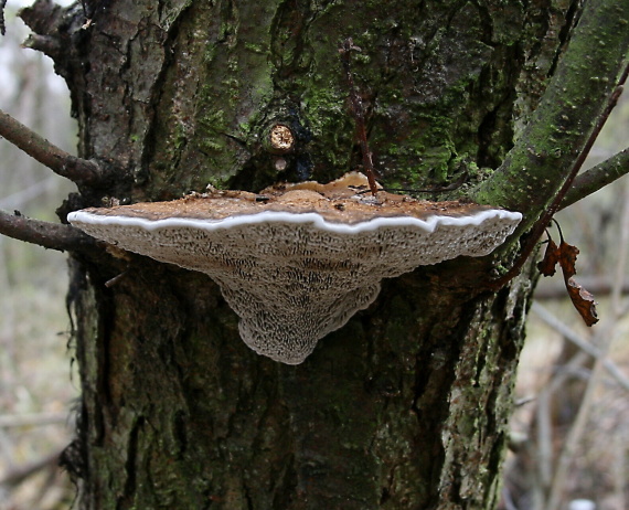 sieťkovček červenkastý Daedaleopsis confragosa (Bolton) J. Schröt.