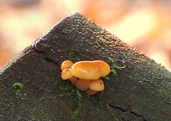 plamienka Flammulina sp.