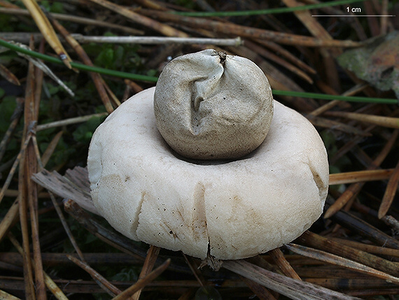 hviezdovka strapkatá Geastrum fimbriatum Fr.