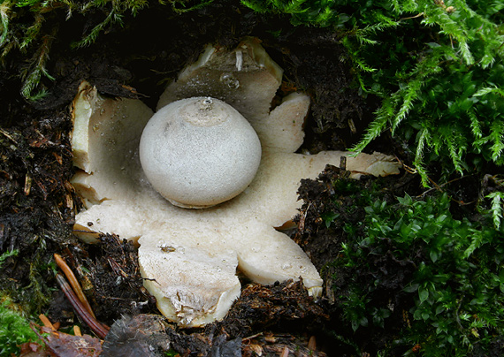 hviezdovka dlhokrčková Geastrum pectinatum Pers.