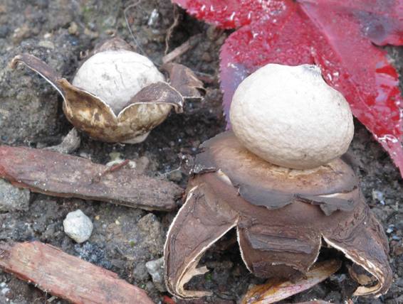 hviezdovka Geastrum sp.