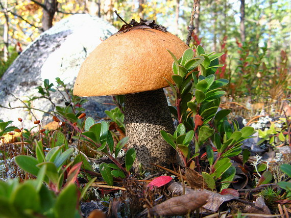 kozák žltooranžový Leccinum versipelle (Fr. & Hök) Snell