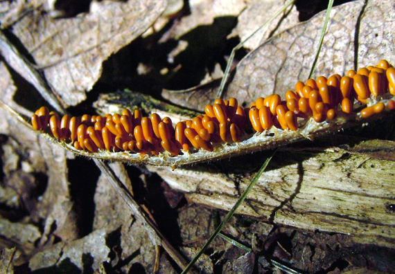 hlenka Lesklík křehký Leocarpus fragilis (Dicks.) Rostaf.