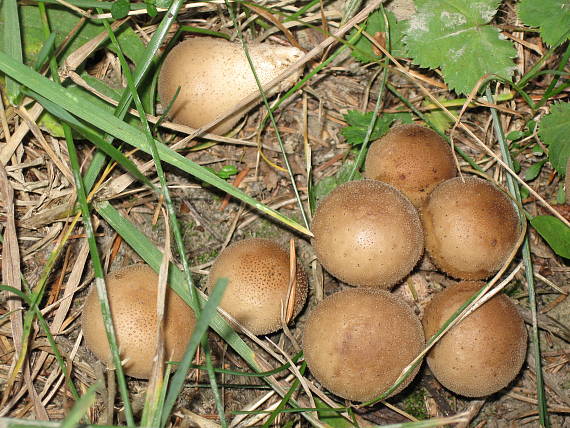 prášnica hnednúca Lycoperdon molle Pers.