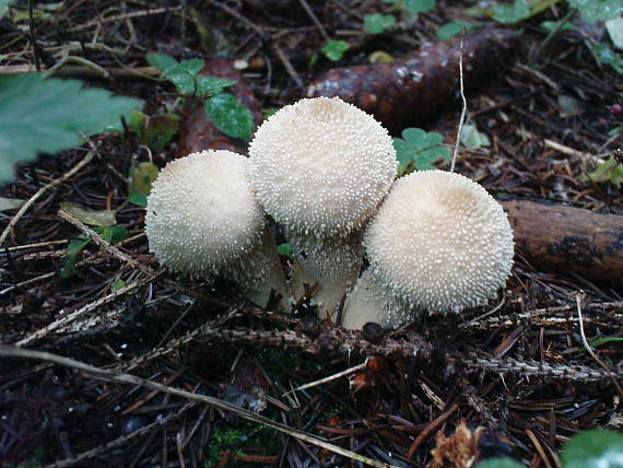 prášnica bradavičnatá Lycoperdon perlatum Pers.