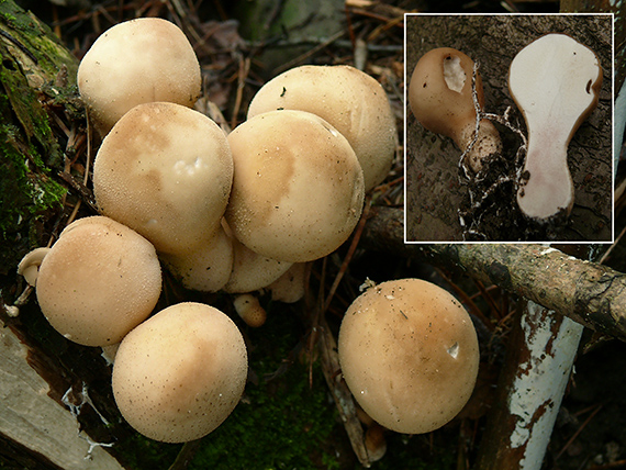 prášnica hruškovitá Lycoperdon pyriforme Schaeff.