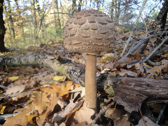 bedľa vysoká Macrolepiota procera (Scop.) Singer