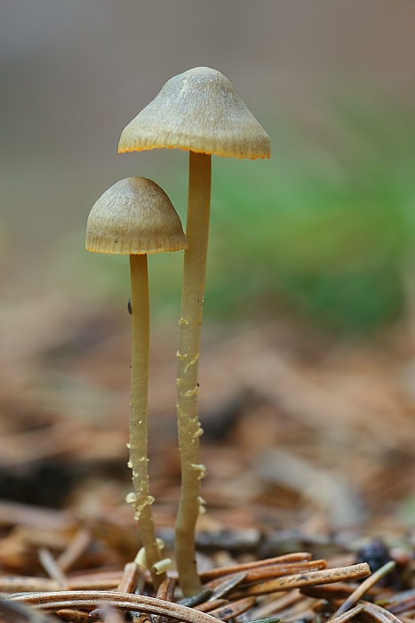 prilbička oranžovoobrúbená Mycena aurantiomarginata (Fr.) Quél.