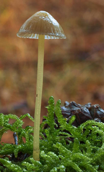 prilbička slizká Mycena epipterygia (Scop.) Gray