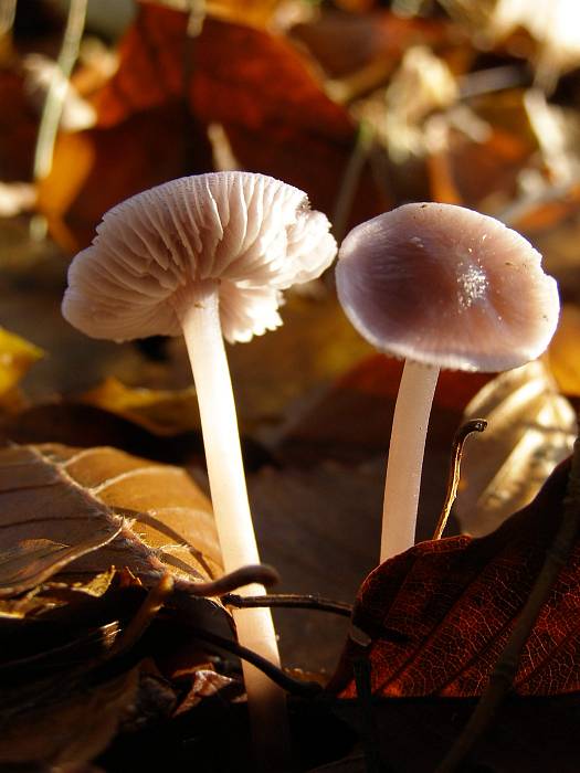 prilbička  Mycena sp.