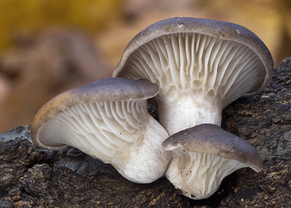 hliva ustricovitá Pleurotus ostreatus (Jacq.) P. Kumm.