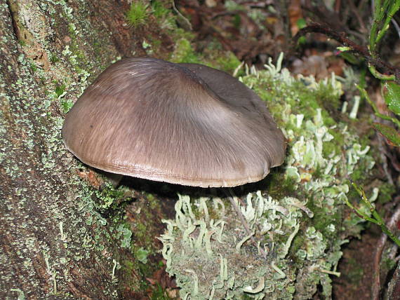 štítovka Pluteus villosus (Bull.) Quél.