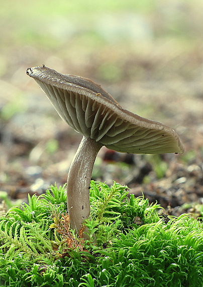 strmulica čiaškovitá Pseudoclitocybe cyathiformis (Bull.) Singer