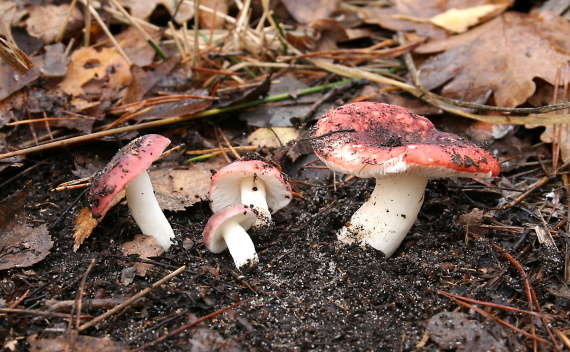 plávka krehká Russula fragilis Fr.