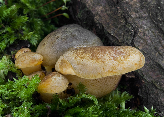 pňovka neskorá Sarcomyxa serotina (Pers.) P. Karst.