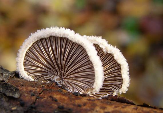 klanolupeňovka obyčajná Schizophyllum commune Fr.