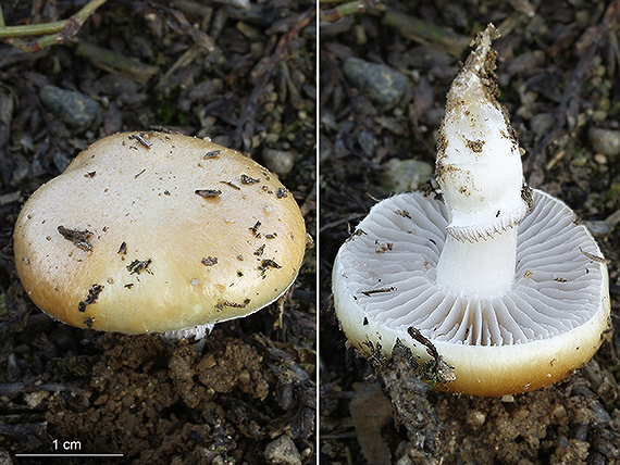 golierovka ovenčená Stropharia coronilla (Bull.) Quél.