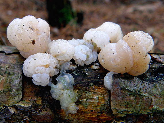 rôsolovka priesvitná Tremella encephala Willd.