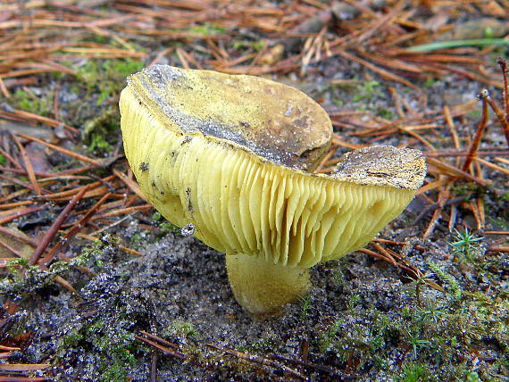 čírovka zelenkastá Tricholoma equestre (L.) P. Kumm.