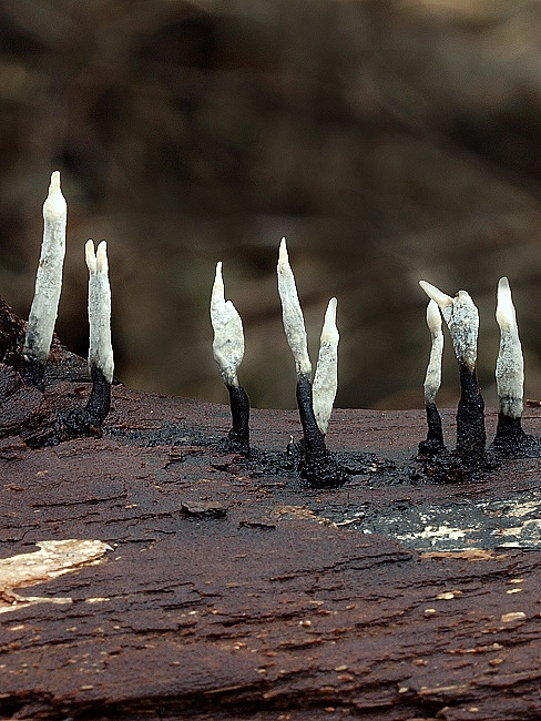 drevnatec parohatý Xylaria hypoxylon (L.) Grev.