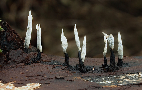 drevnatec parohatý Xylaria hypoxylon (L.) Grev.