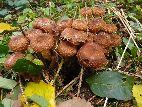 podpňovka obyčajná? Armillaria mellea? (Vahl ex Fr.) Kumm.