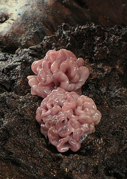 vrtidlovka Ascocoryne sp.