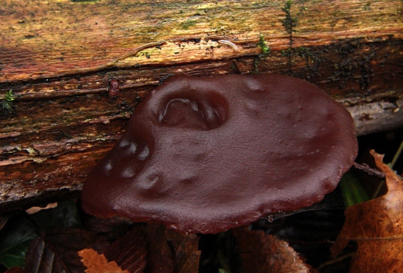 uchovec bazový Auricularia auricula-judae (Bull.) Quél.