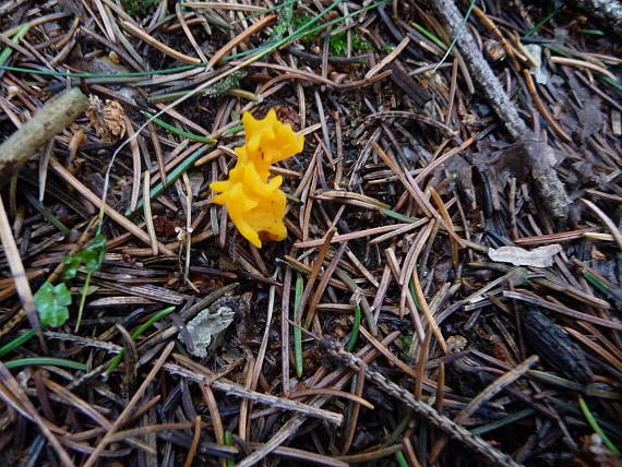 parôžkovec lepkavý Calocera viscosa (Pers.) Fr.