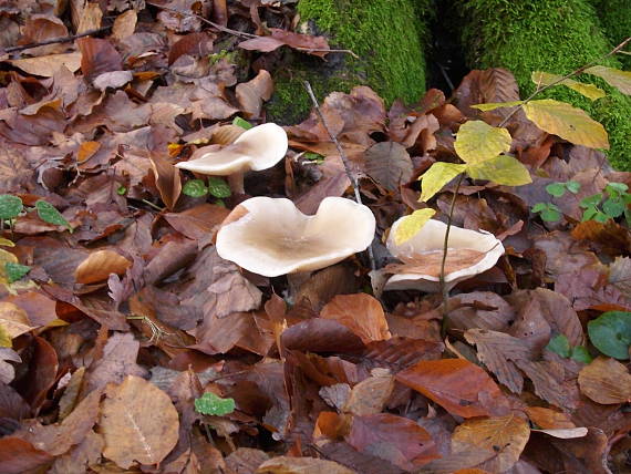 strmuľka inovaťová Clitocybe nebularis (Batsch) P. Kumm.