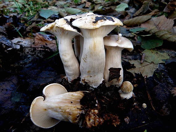 strmuľka inovaťová Clitocybe nebularis (Batsch) P. Kumm.