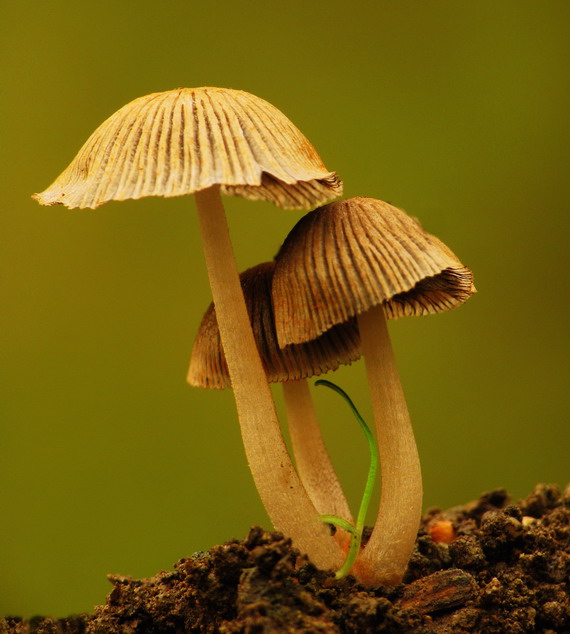 hnojník oranžovohrdzavý Coprinopsis erythrocephala (Lév.) Redhead, Vilgalys & Moncalvo