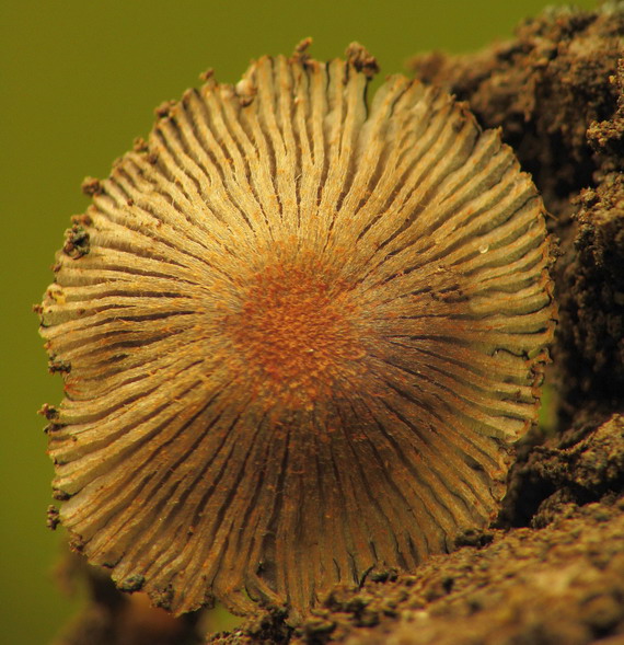 hnojník oranžovohrdzavý Coprinopsis erythrocephala (Lév.) Redhead, Vilgalys & Moncalvo