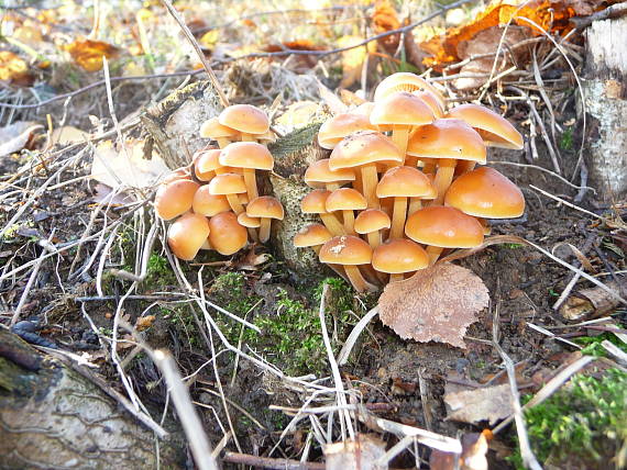 plamienka zimná  Flammulina elastica (Lasch) Redhead & R.H. Petersen