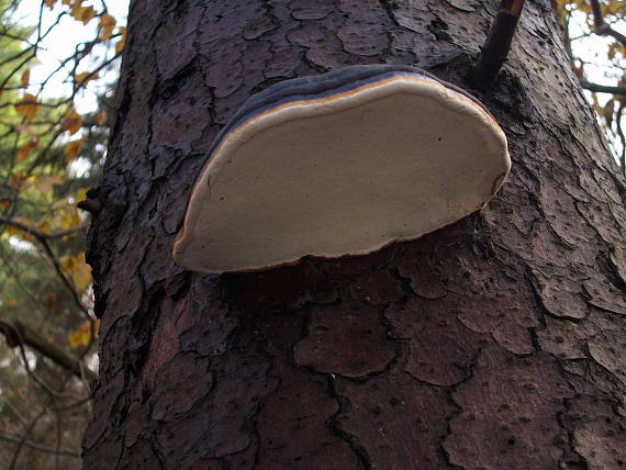 práchnovček pásikavý Fomitopsis pinicola (Sw.) P. Karst.