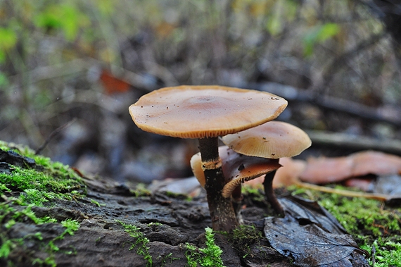 kapucňovka okrovohnedastá Galerina marginata (Batsch) Kühner