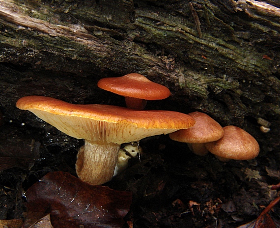 šupinovec Gymnopilus sp.