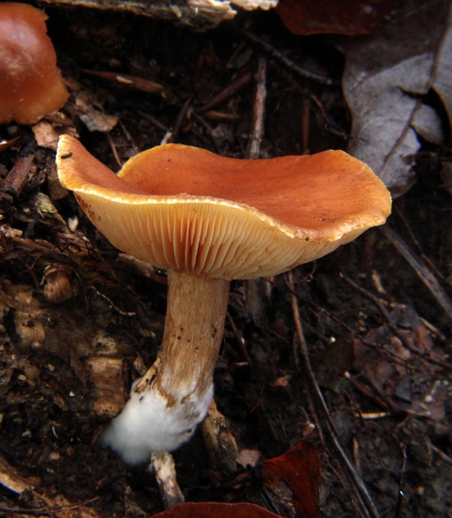 šupinovec Gymnopilus sp.