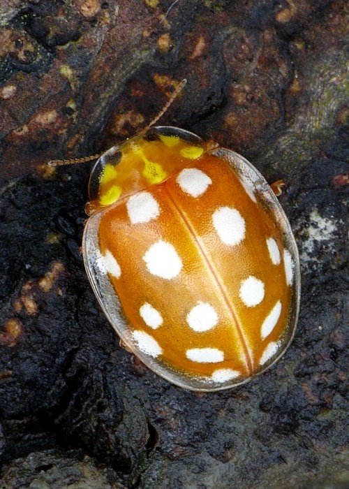 lienka Halyzia sedecimguttata Linnaeus, 1758