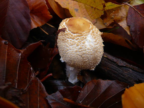 bedlička vlnatá? Lepiota clypeolaria (Bull.) P. Kumm.