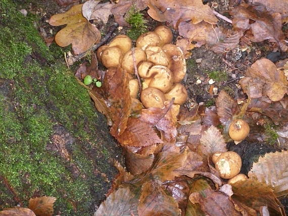 prášnica Lycoperdon sp.