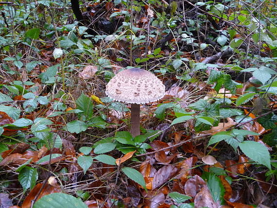 bedľa vysoká Macrolepiota procera (Scop.) Singer