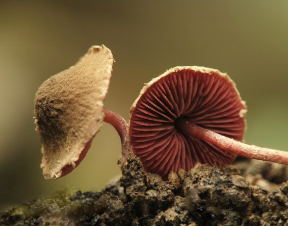 tmavolupeňovka krvavá Melanophyllum haematospermum (Bull.) Kreisel